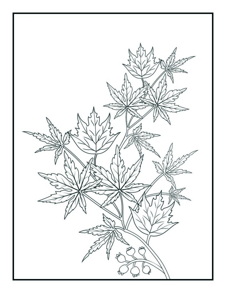 10 Cute Leaf Coloring Pages