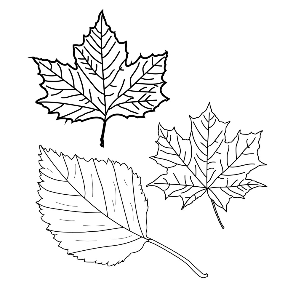 10 Cute Leaf Coloring Pages