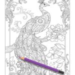 adult coloring pages adult coloring pages peacock_1333