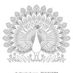 adult coloring pages peacock_4847
