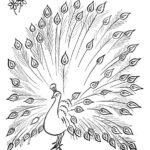 adult peacock coloring pages free printable_2987
