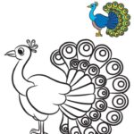 peacock coloring book pages_3350