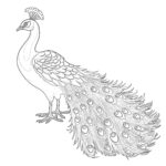 peacock coloring pages print_2338